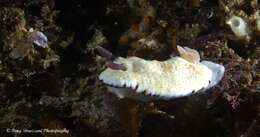 Image of Pale gold and purple slug