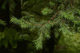 Image of Chinese yew