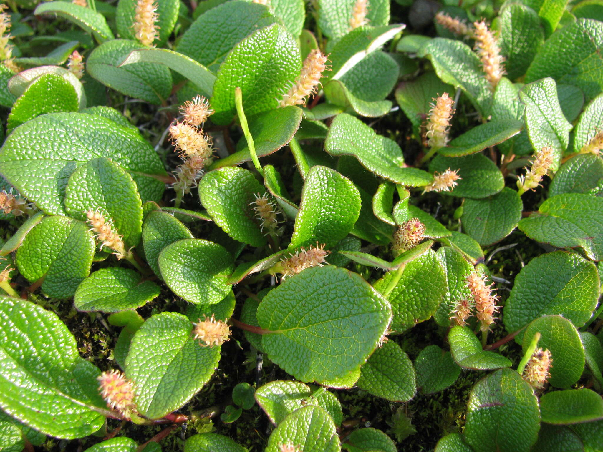 Image of netleaf willow