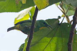 Image of Green Shrike-Vireo