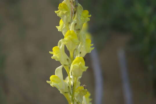 Image of Linaria incompleta Kuprian.