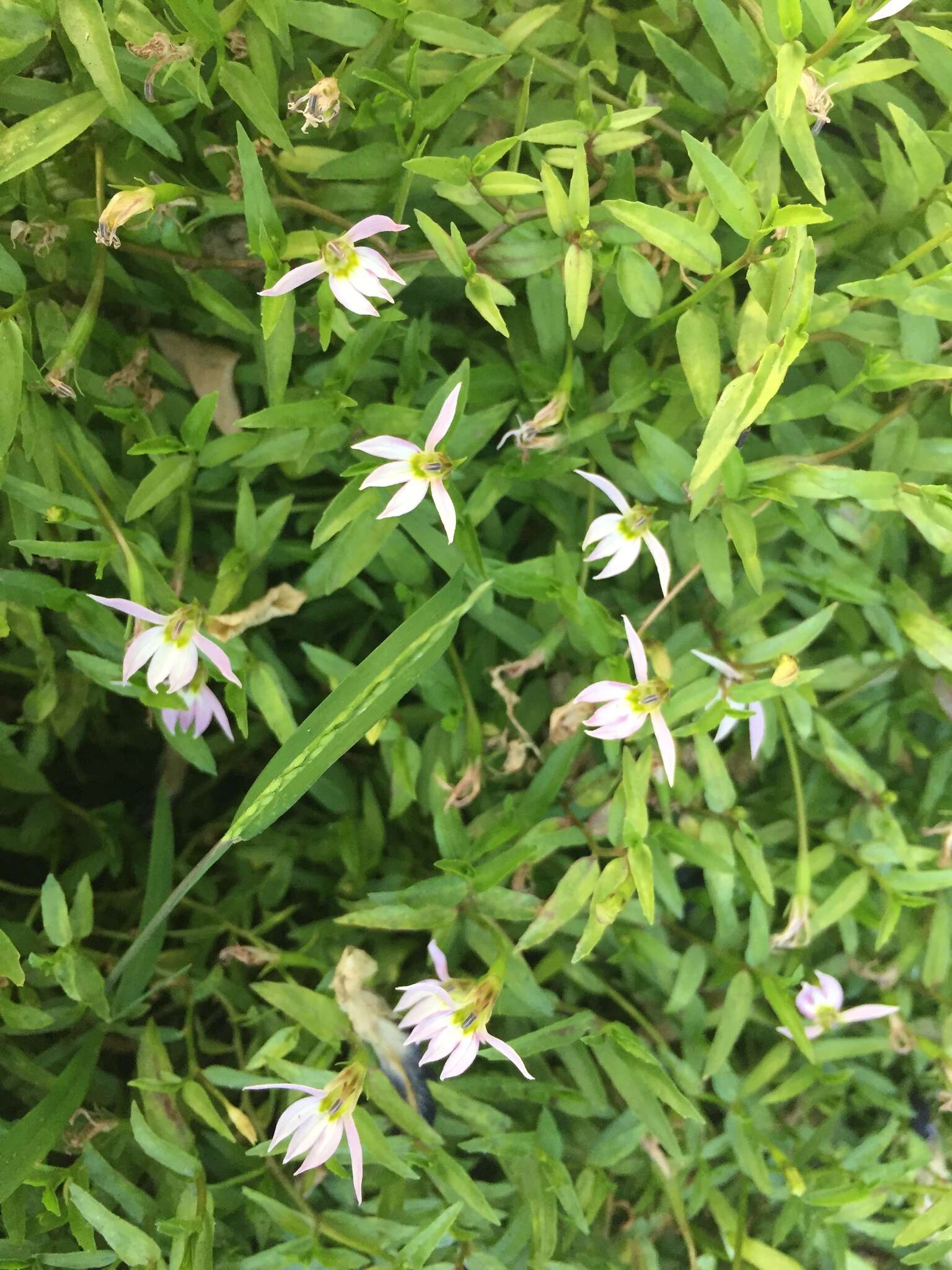 Image of Chinese lobelia