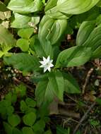 صورة Lysimachia europaea (L.) U. Manns & Anderb.