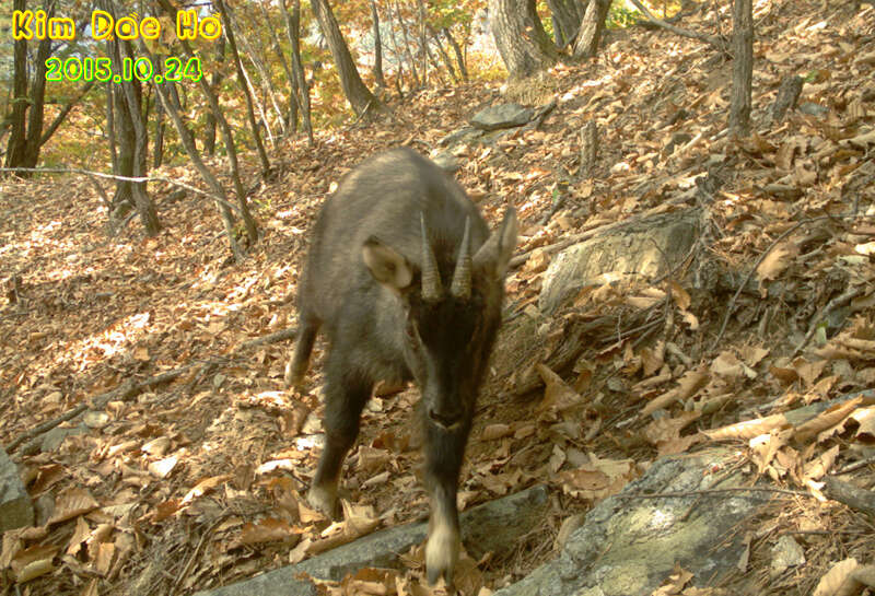 Image of Chinese Goral