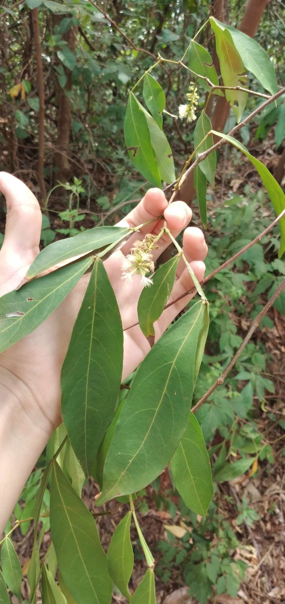 Слика од Inga marginata