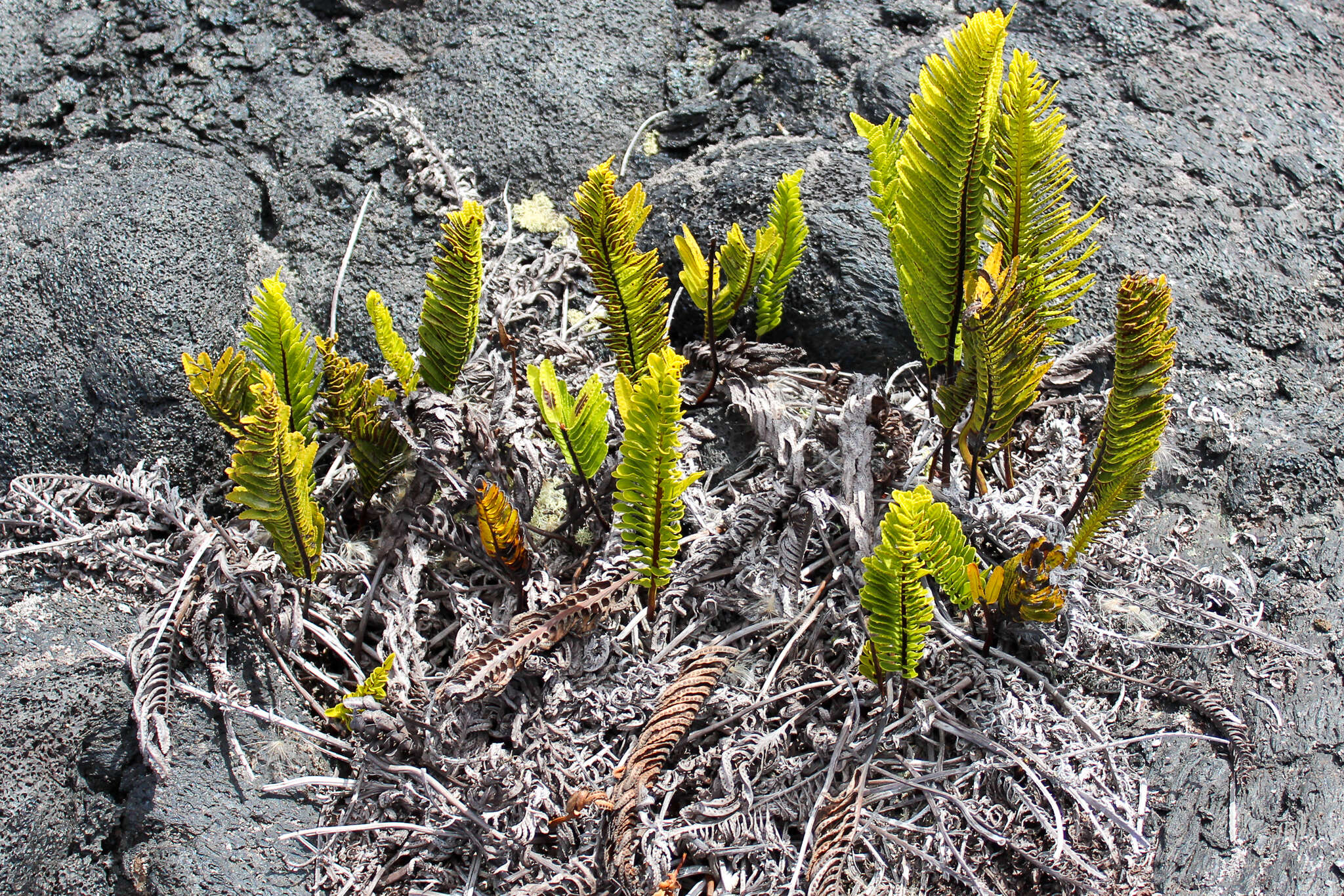 Plancia ëd Polypodium pellucidum var. vulcanicum Skottsberg