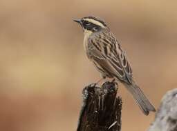 Image of Black-throated Accentor