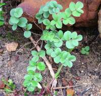 Image of Pelargonium pinnatum (L.) L'Her.