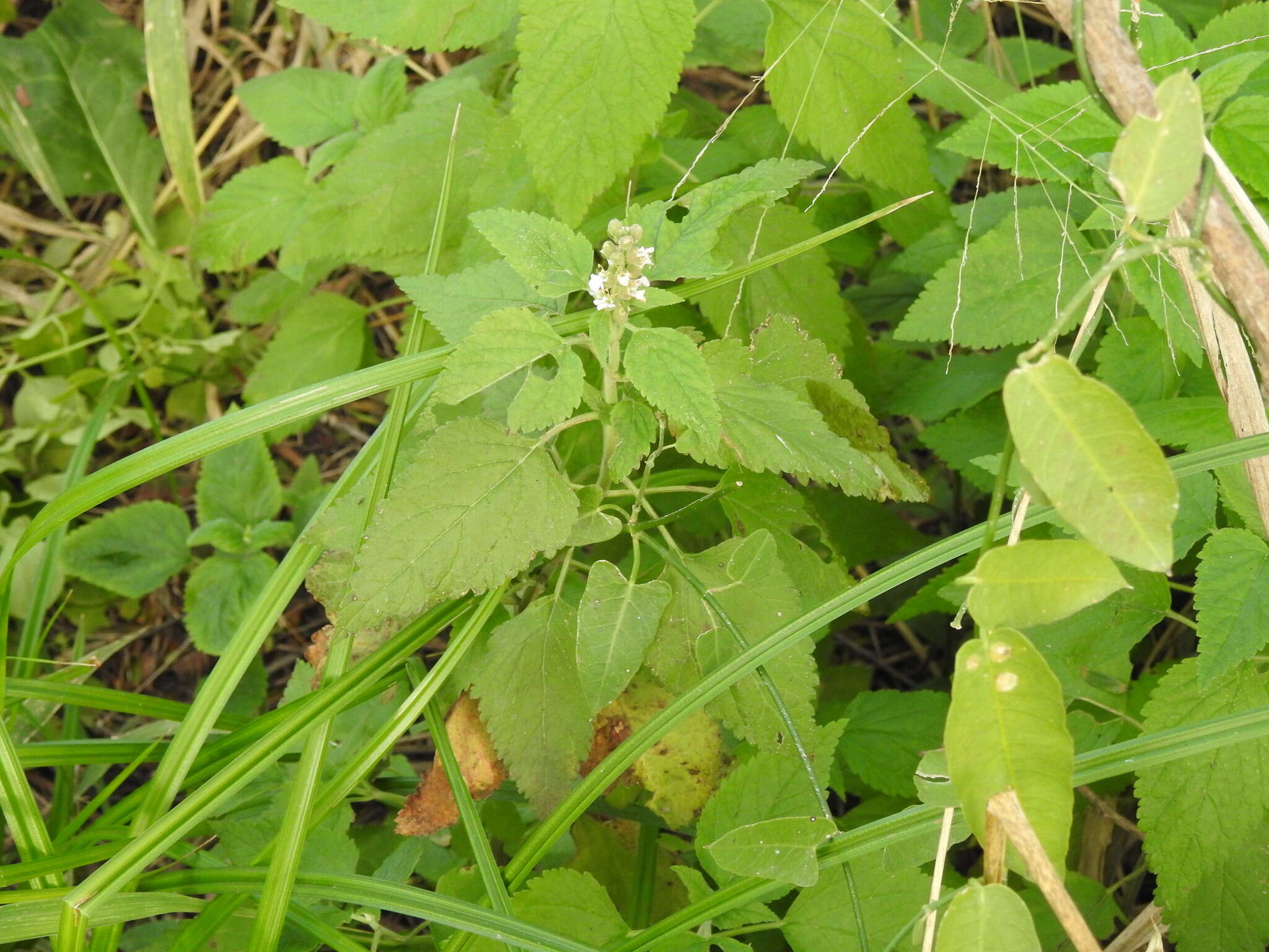 Sivun Teucrium vesicarium Mill. kuva