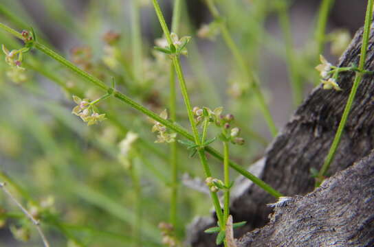 Image of Galium gaudichaudii DC.