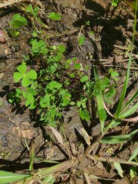 Image of Marsilea fenestrata Launert