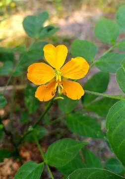 Image of woolly senna