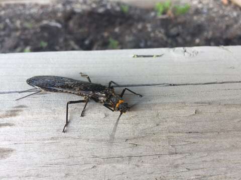 Image of American Salmonfly