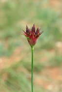 Image of Dianthus capitatus Balb. ex DC.