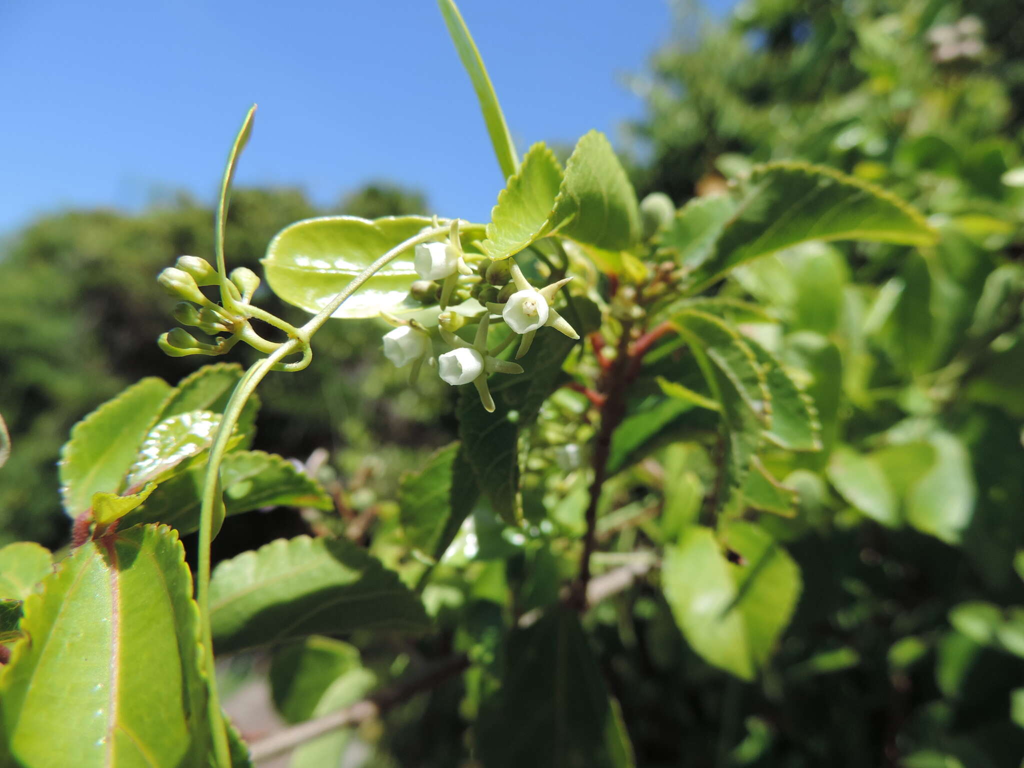 Image of Common dog-wort