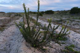 Image of Freylinia visseri E. J. van Jaarsveld