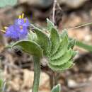 Image of Cyanotis adscendens Dalzell