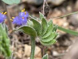 Image of Cyanotis adscendens Dalzell