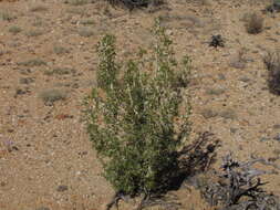 Euryops subcarnosus subsp. vulgaris B. Nord. resmi