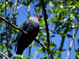 Image of blue pigeon