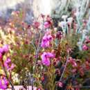 Image of Erica orculiflora Dulfer