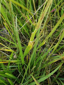 Image of Grisebach's bristlegrass