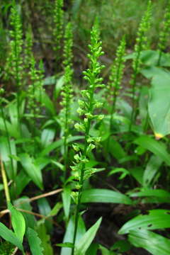 Image of palegreen orchid