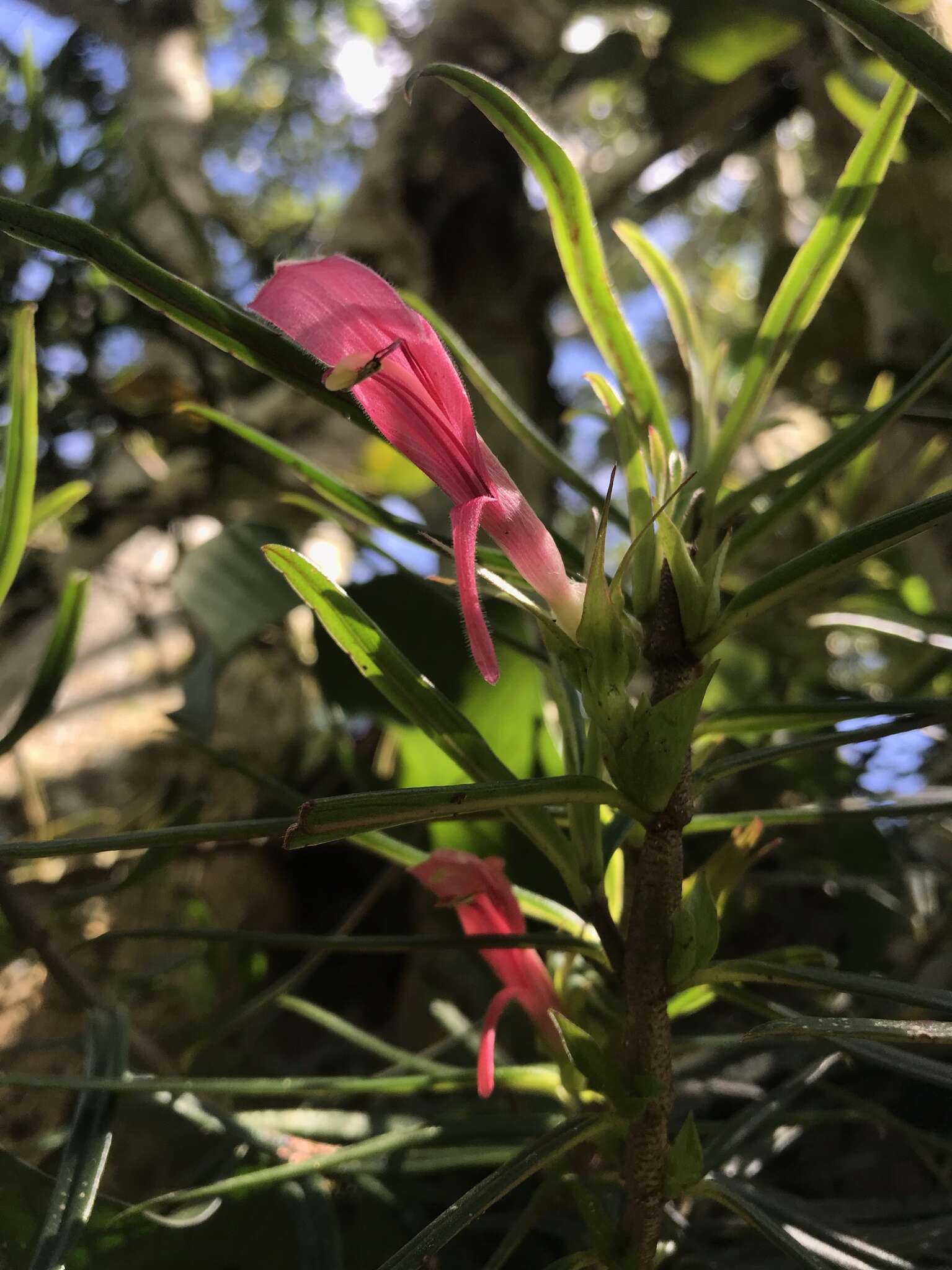 Image of Columnea linearis Oerst.