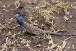 Image of Acanthocercus branchi Wagner, Greenbaum & Bauer 2012