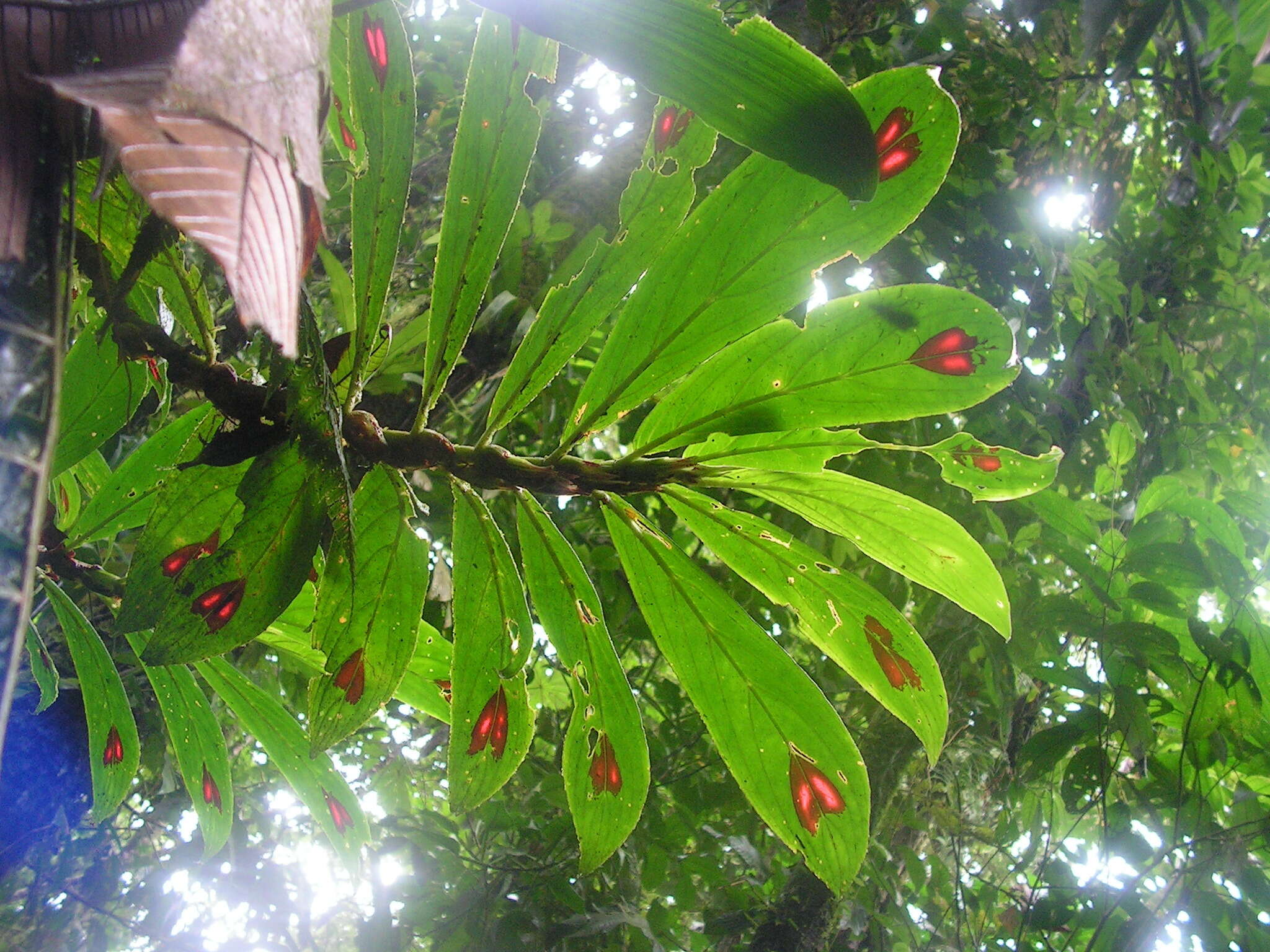 Imagem de Columnea consanguinea Hanst.