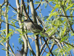 Image of Bell's Vireo
