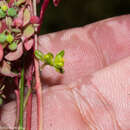 Euphorbia misella S. Watson resmi