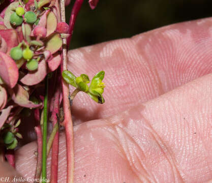 Euphorbia misella S. Watson resmi