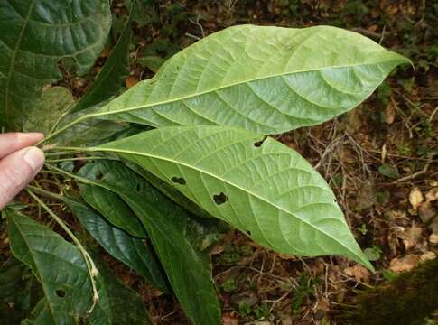 Image of Crotonogyne caterviflora N. E. Br.