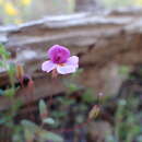 Image of Little Purple Monkey-Flower