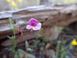 Image of Little Purple Monkey-Flower