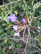 Image of Tillandsia duratii Vis.