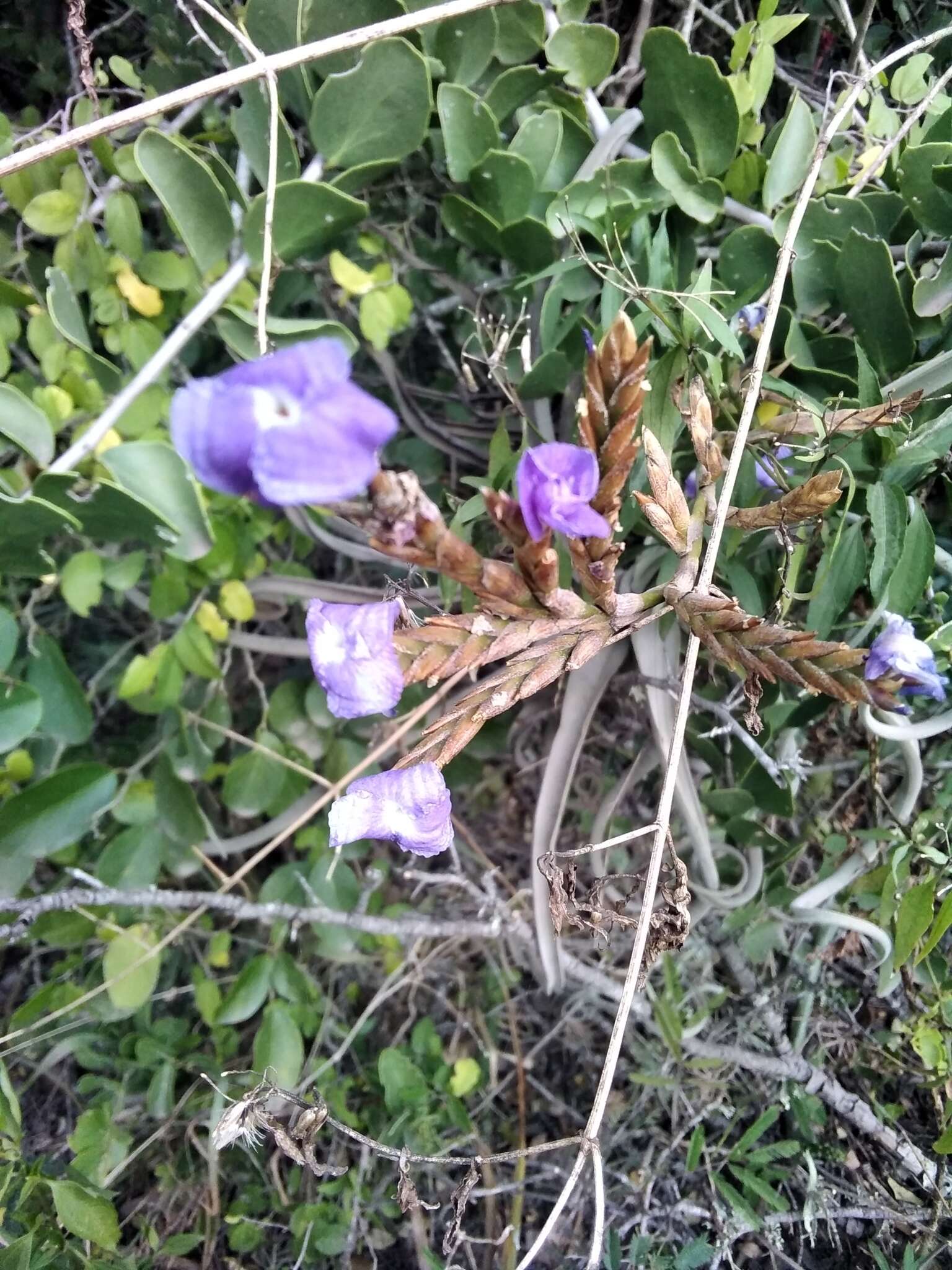 Image of Tillandsia duratii Vis.