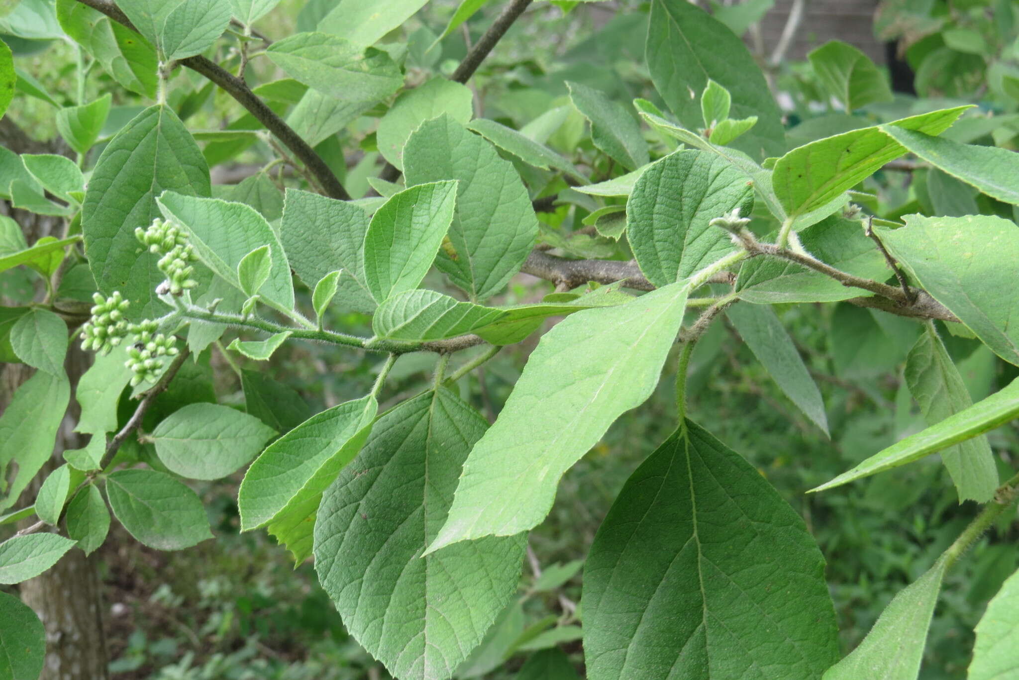 Image of Cordia dentata Poir.