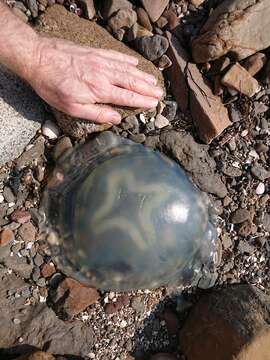 Image of barrel jellyfish