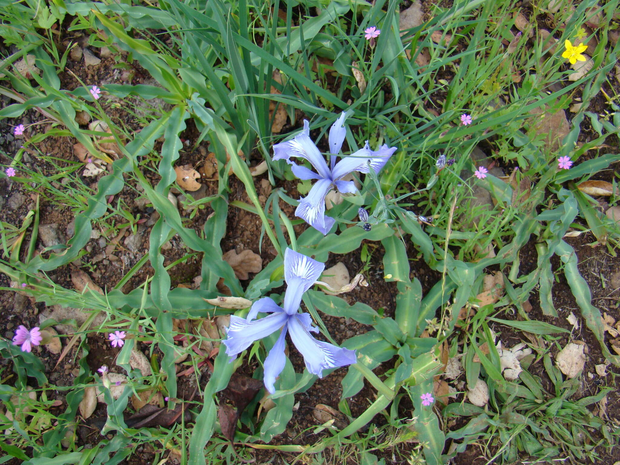 Image of bowltube iris