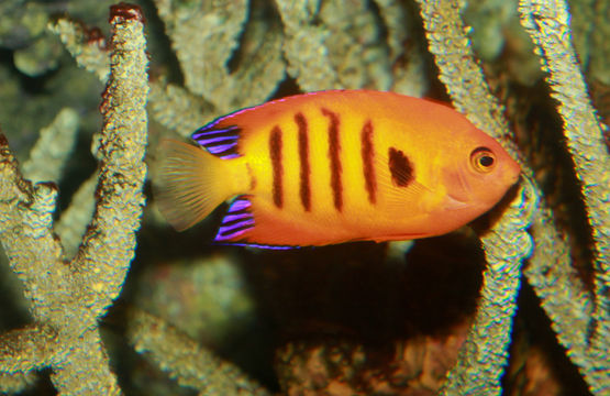 Image of <i>Centropyge loricula</i>