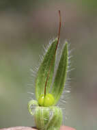 صورة <i>Onosma setosa</i>