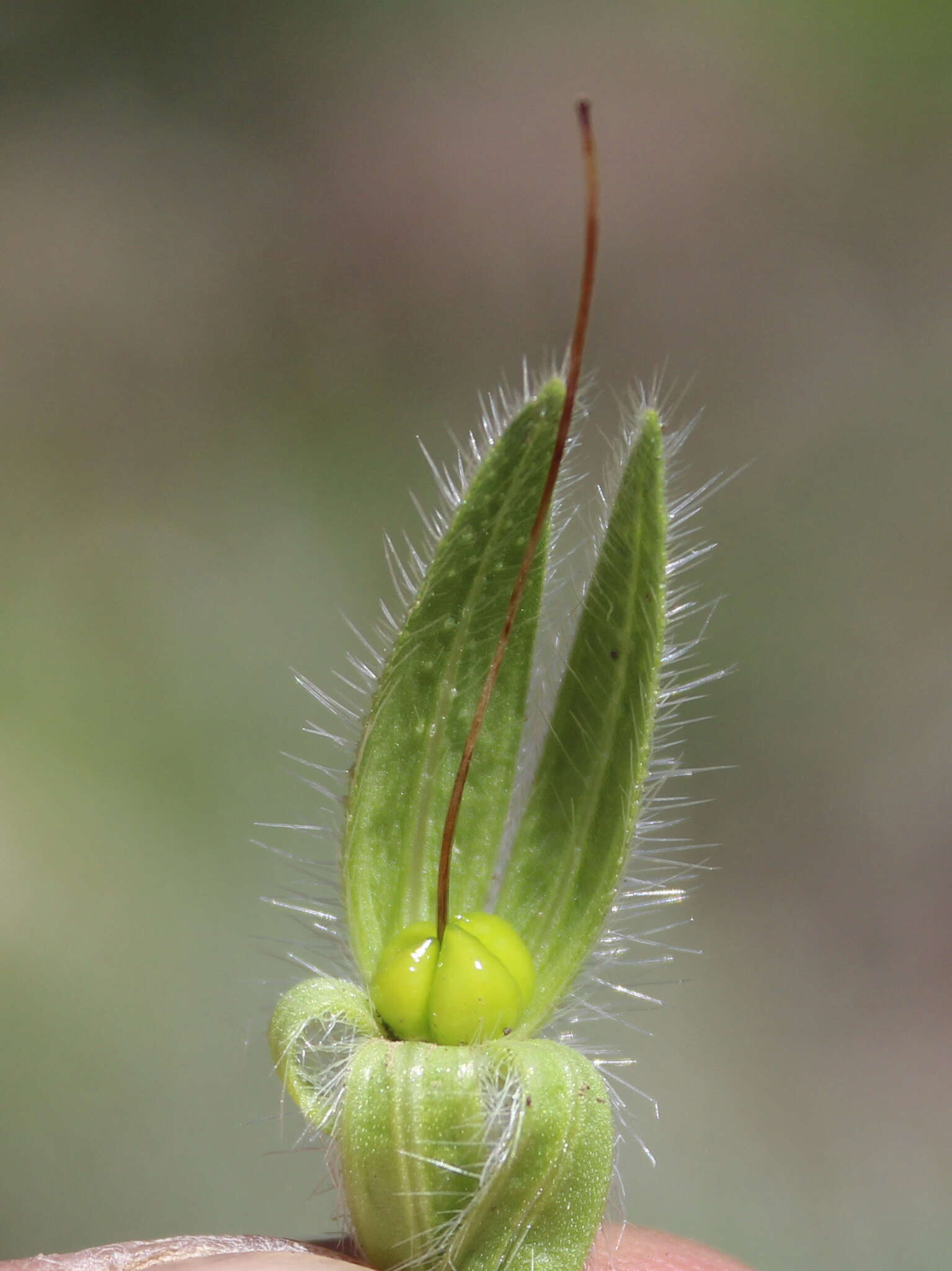 Слика од <i>Onosma setosa</i>