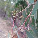 صورة Eucalyptus macrorhyncha subsp. macrorhyncha