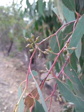 صورة Eucalyptus macrorhyncha subsp. macrorhyncha