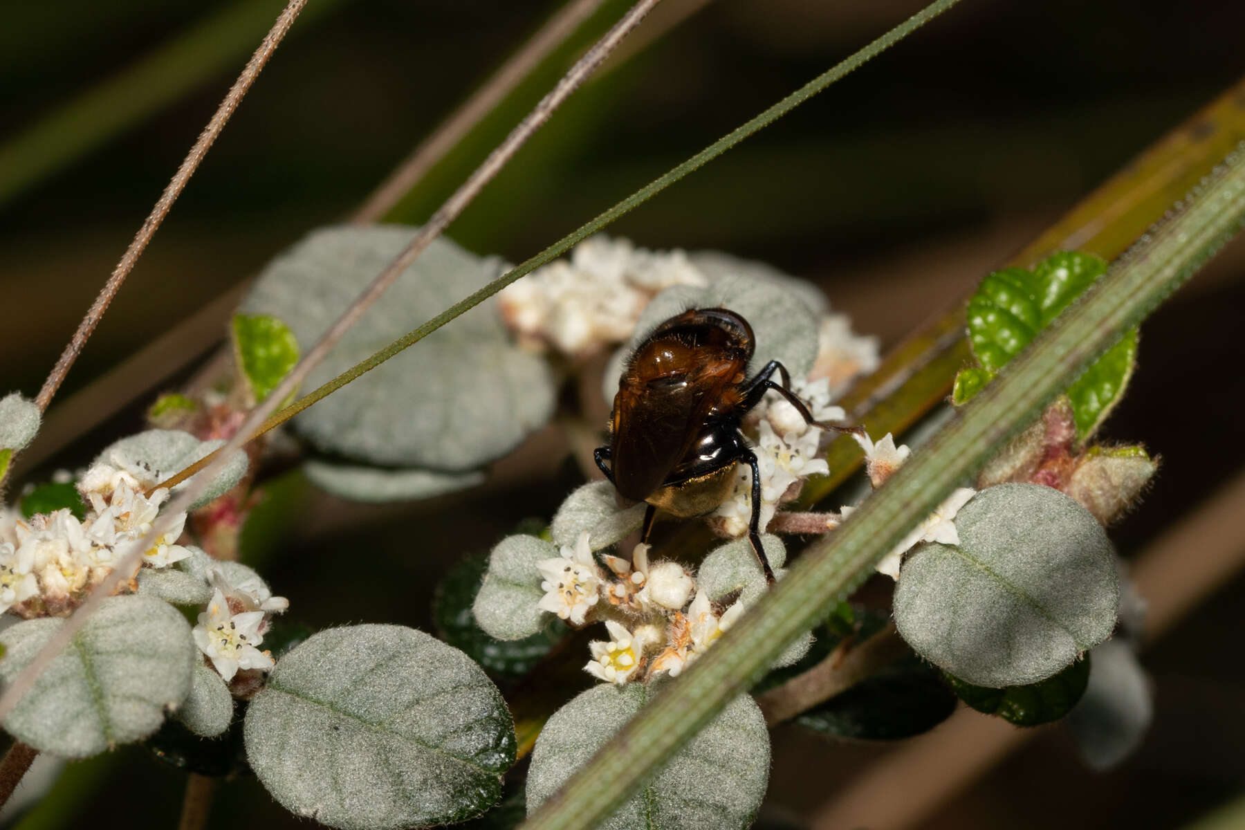 صورة Cyphipelta