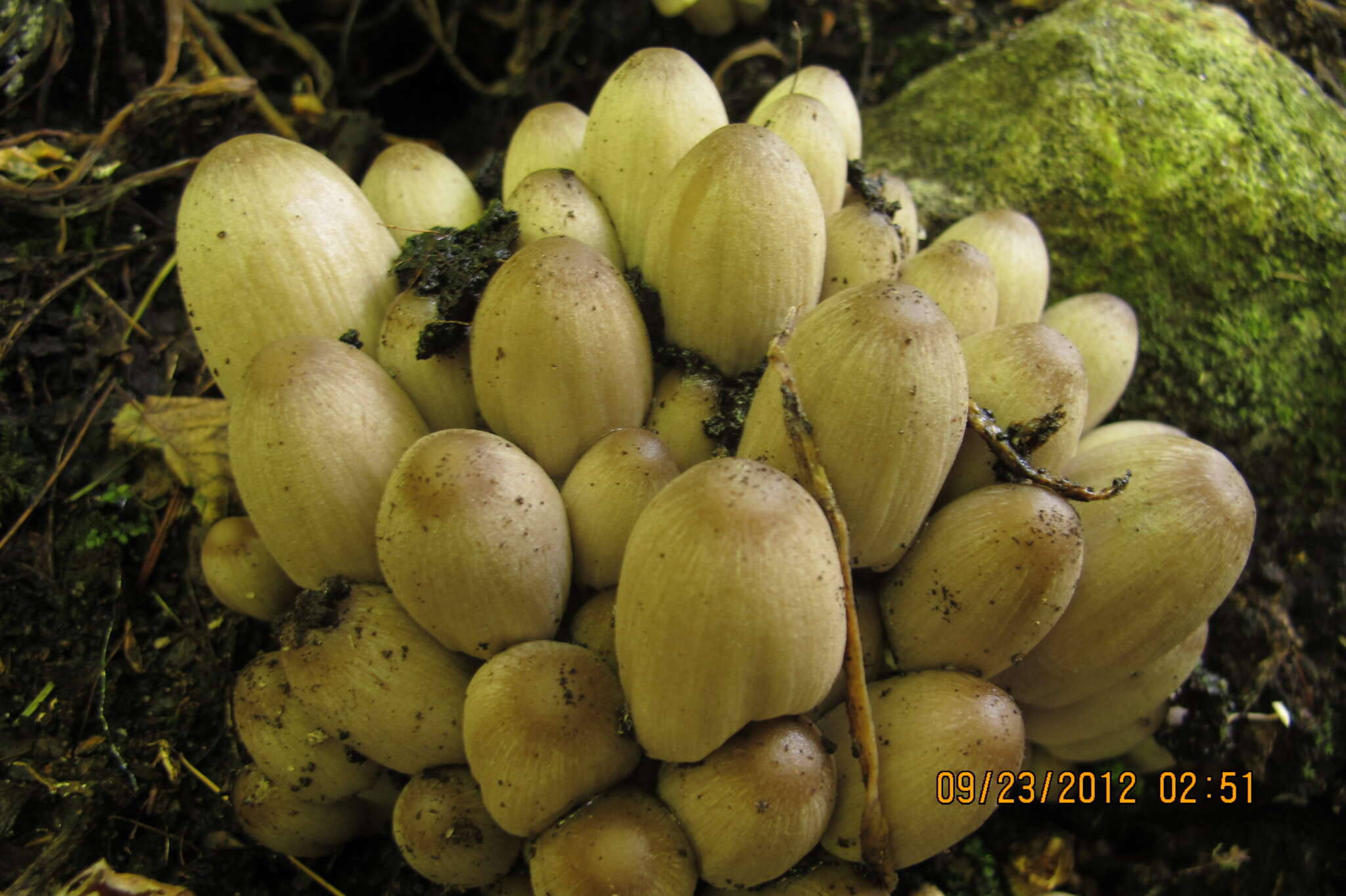 Image of Coprinopsis acuminata (Romagn.) Redhead, Vilgalys & Moncalvo 2001