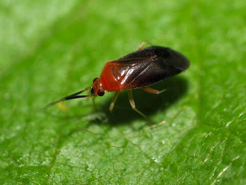 Rhinocapsus rubricans (Provancher 1887)的圖片