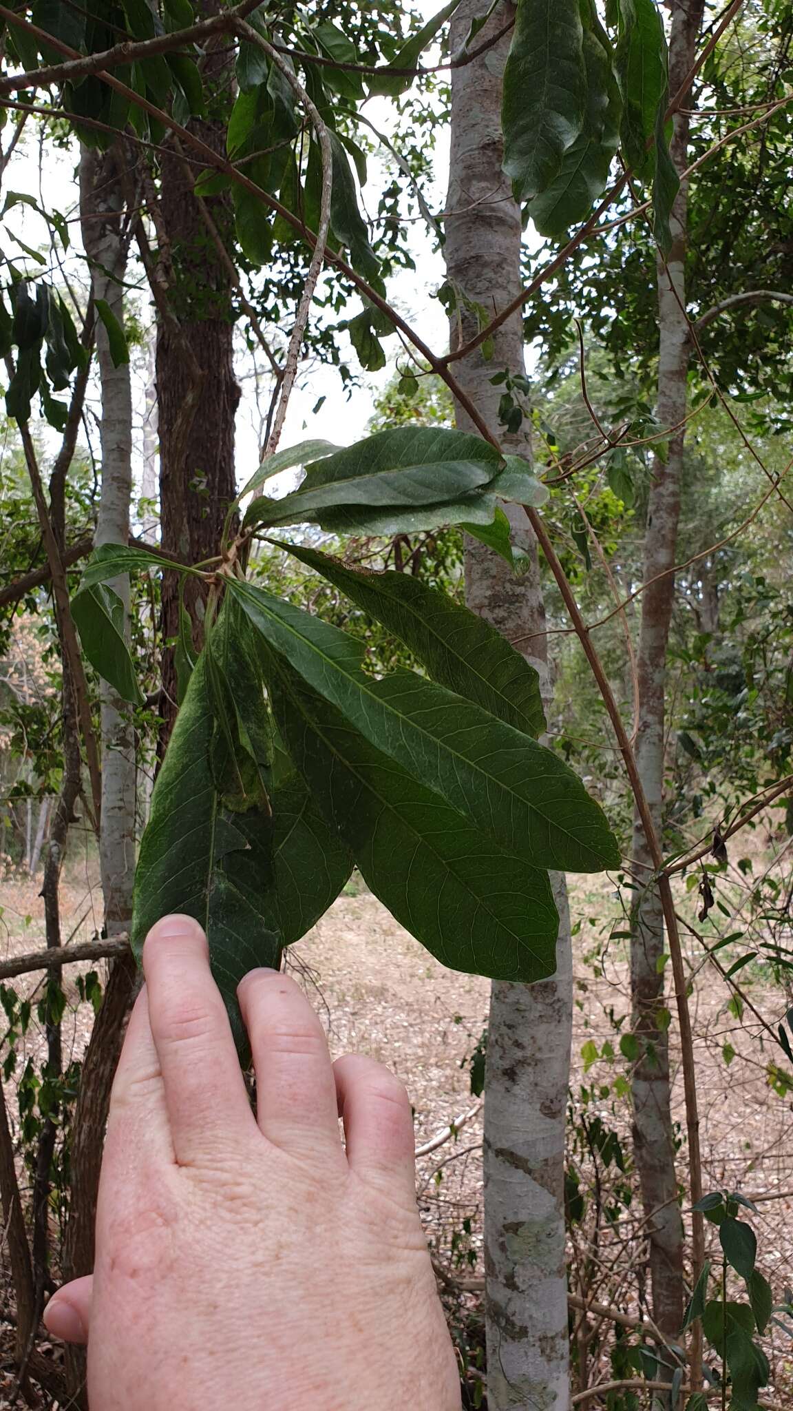 Image of Hymenosporum